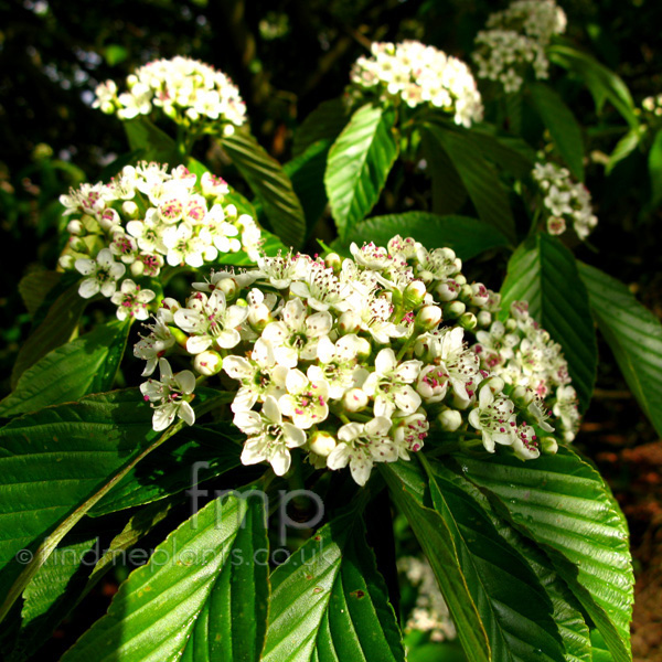 Big Photo of Sorbus Caloneura Fl