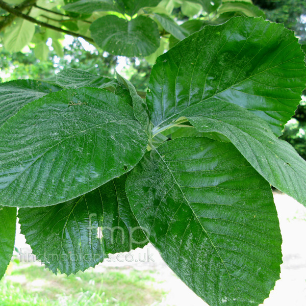 Big Photo of Sorbus Johnmitchell