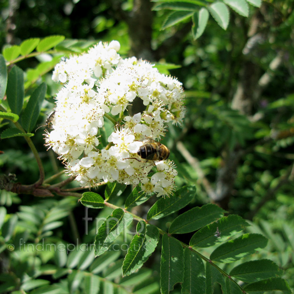 Big Photo of Sorbus Sunshine Fl