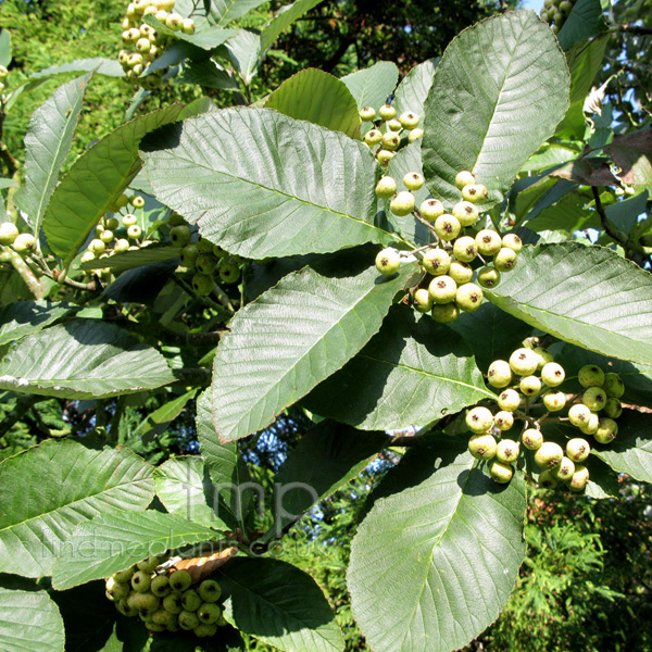 Big Photo of Sorbus Thibetica Berry