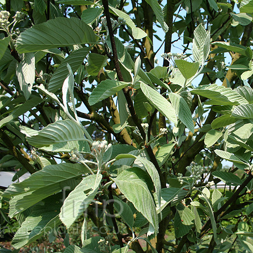 Big Photo of Sorbus Wilfridfox