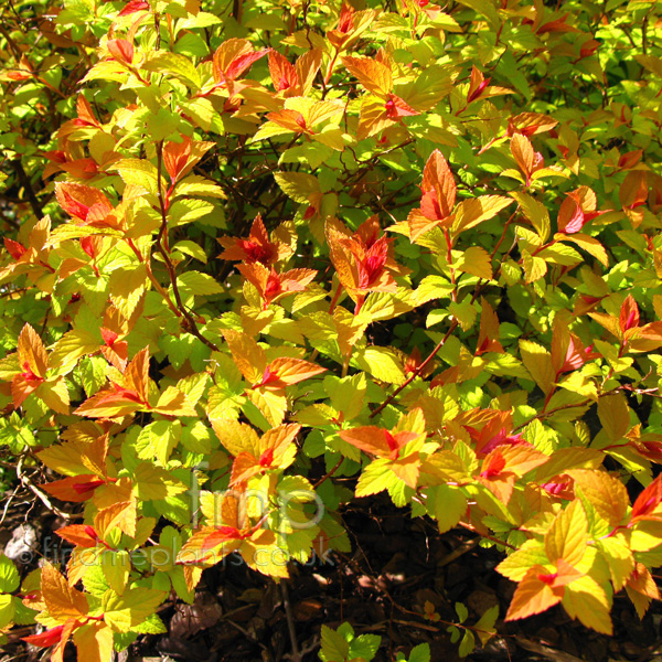 Big Photo of Spiraea Magiccarpet