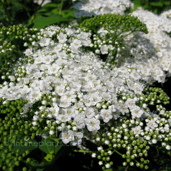 Big Photo of Spiraea Media Fl
