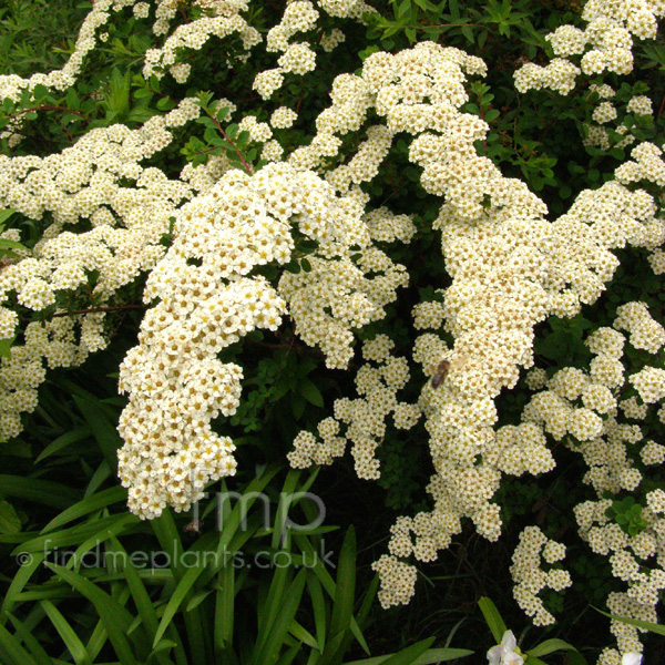 Big Photo of Spiraea Snowmound Fl