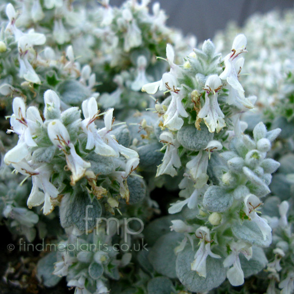 Big Photo of Stachys Candida Fl