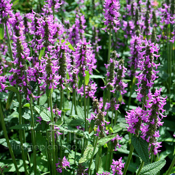 Big Photo of Stachys Hummelo