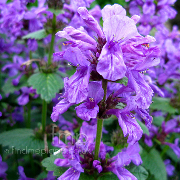 Big Photo of Stachys Macrantha Fl