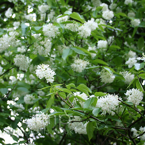 Big Photo of Staphylea Colchica