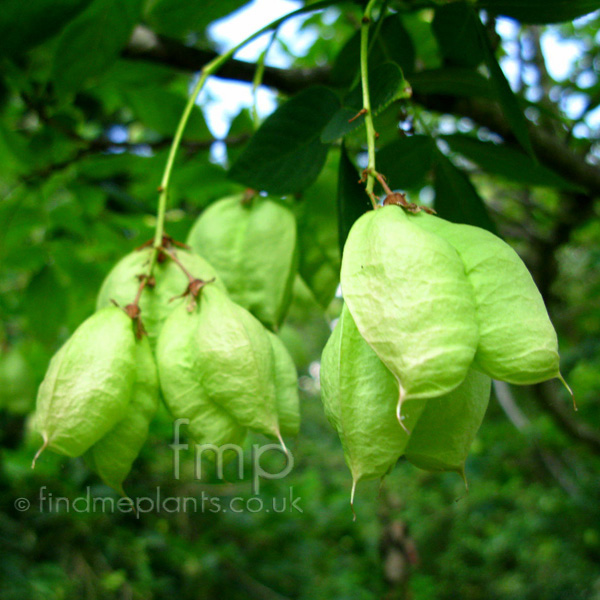 Big Photo of Staphylea Hessei Fl