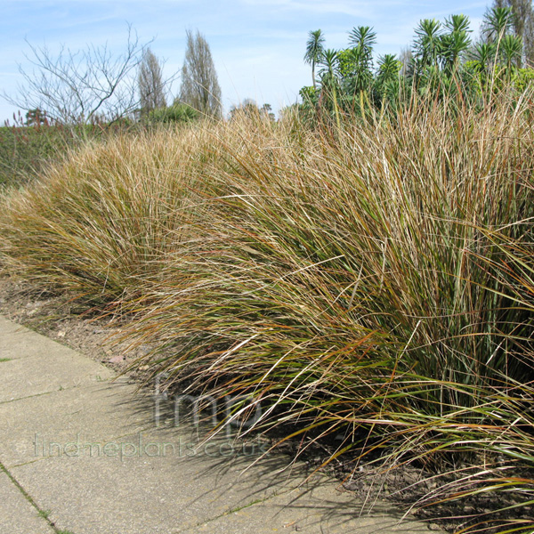 Big Photo of Stipa Arundinacea 2 Lf