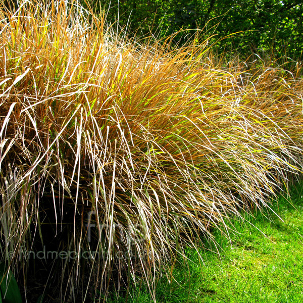 Big Photo of Stipa Splendens