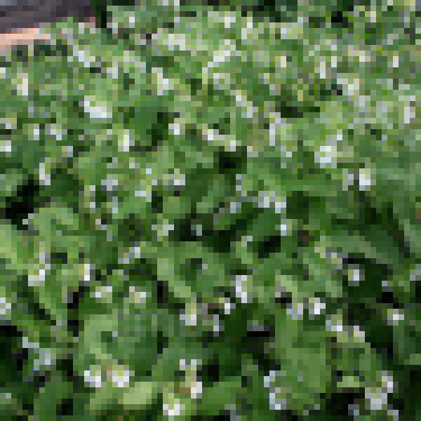 Big Photo of Symphytum Album