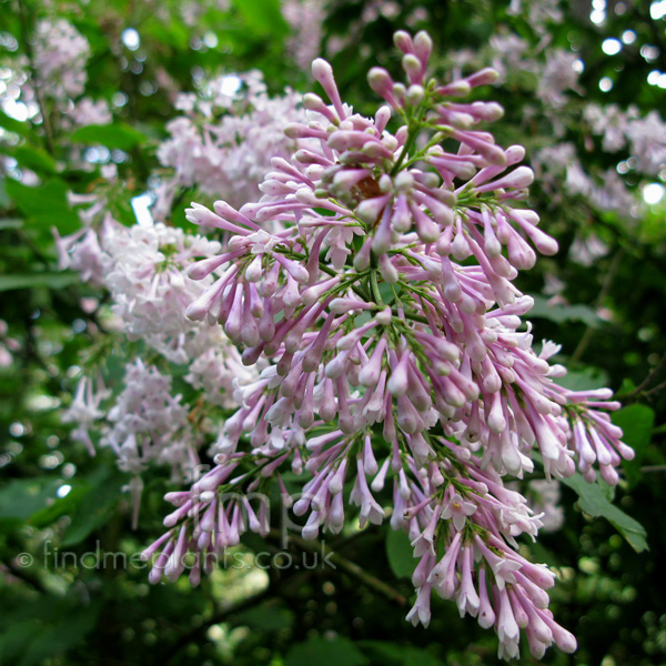 Big Photo of Syringa Audrey Fl