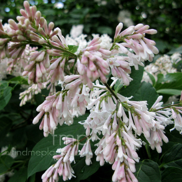 Big Photo of Syringa Josiflexa Fl