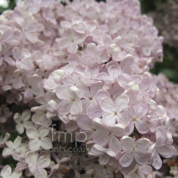 Big Photo of Syringa Mmefmorel Fl
