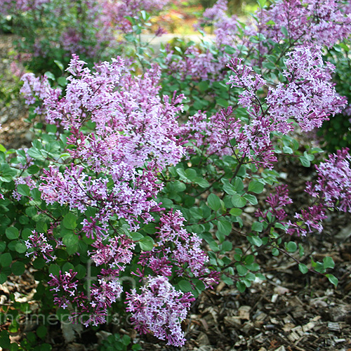Big Photo of Syringa Redpixie