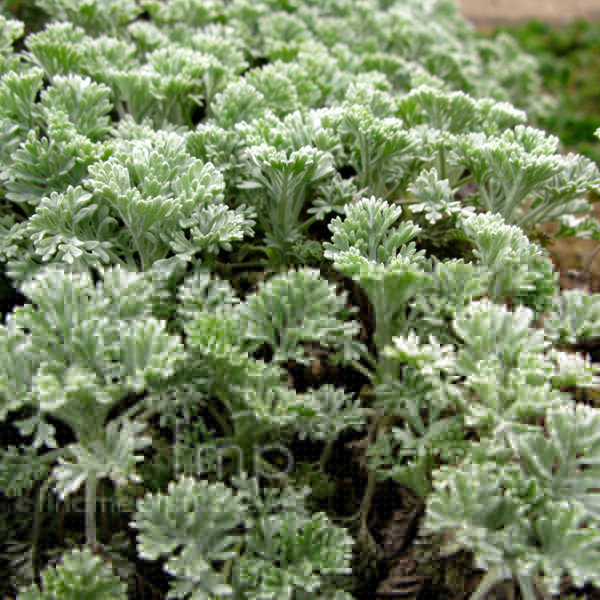 Big Photo of Tanacetum Argenteum Canum