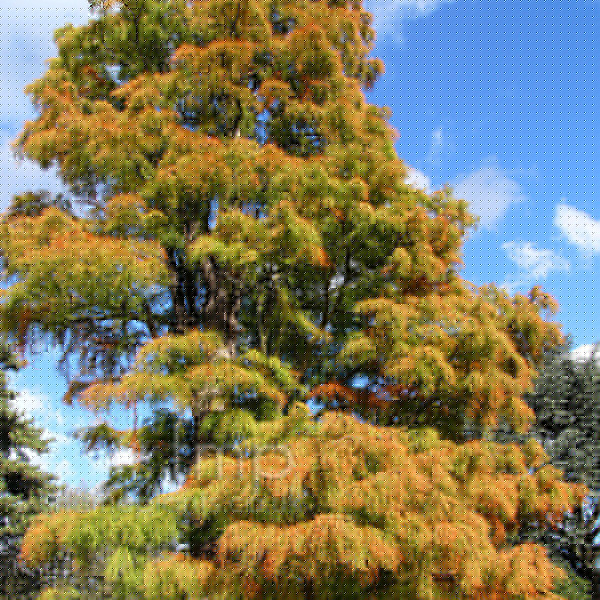 Big Photo of Taxodium Nutans
