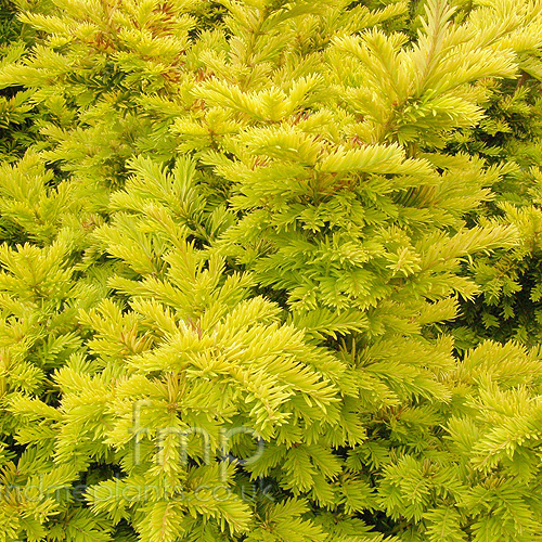 Big Photo of Taxus Semperaurea