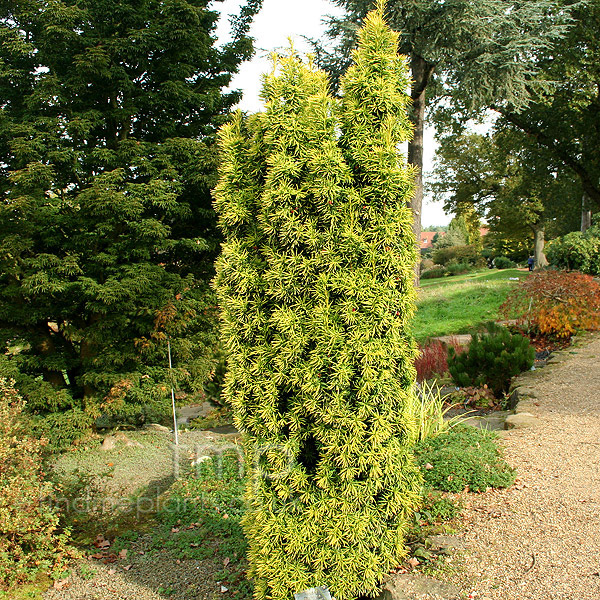 Big Photo of Taxus Standishii
