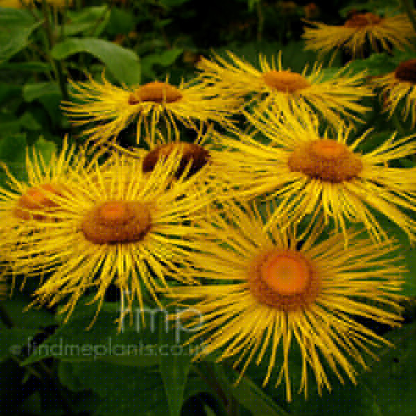 Big Photo of Telekia Speciosa Fl