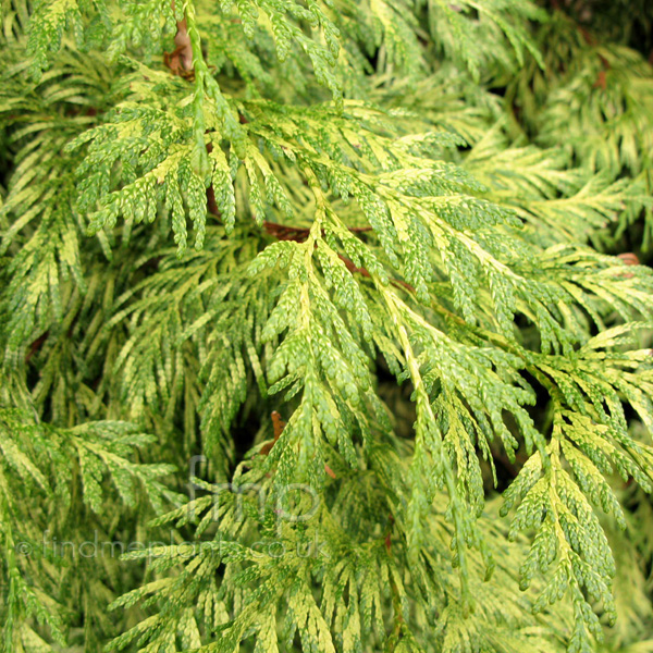 Big Photo of Thuja Zebrina Lf