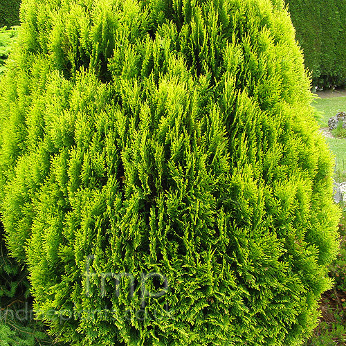 Big Photo of Thuya Aurea Nana