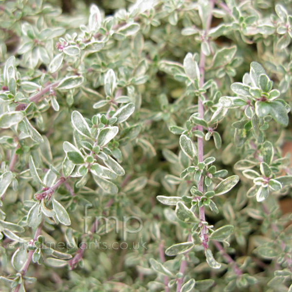 Big Photo of Thymus Citriodorus Silverqueen