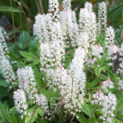 Big Photo of Tiarella Springsymphony