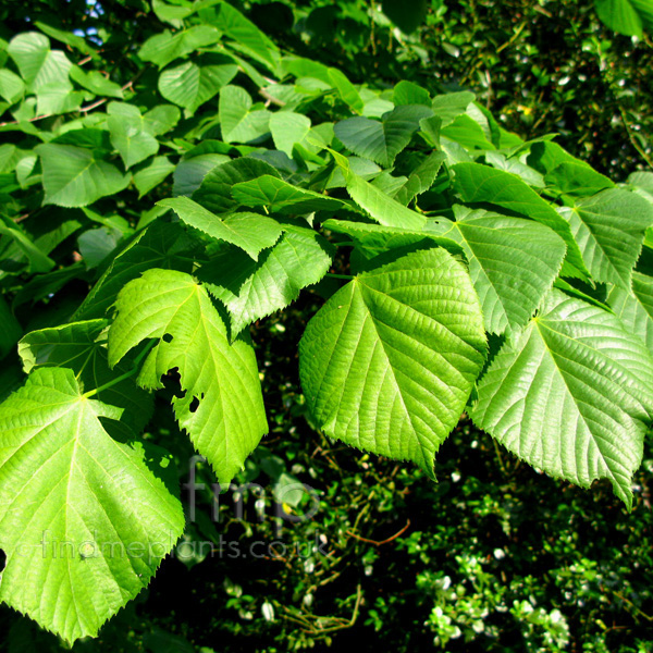 Big Photo of Tilia Heterophylla Lf