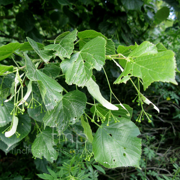 Big Photo of Tilia Platyphyllos Cordifolia Lf