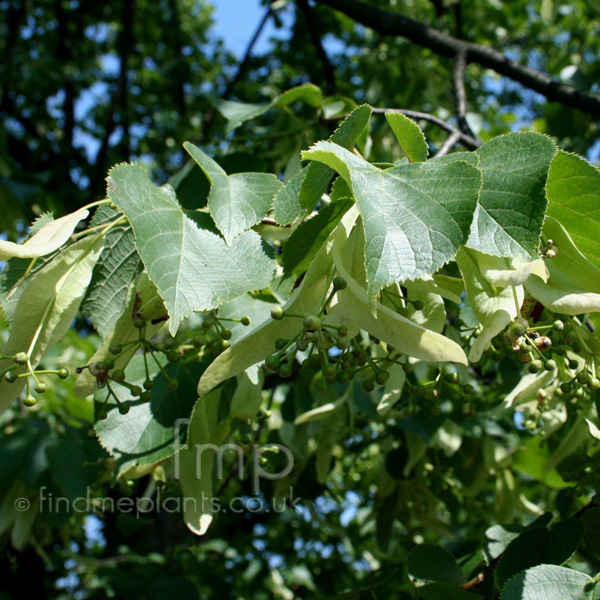 Big Photo of Tilia Vulgaris Lf