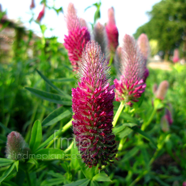 Big Photo of Trifolium Rubens Fl
