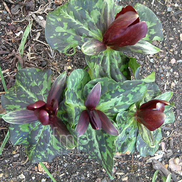 Big Photo of Trillium Hibersonii
