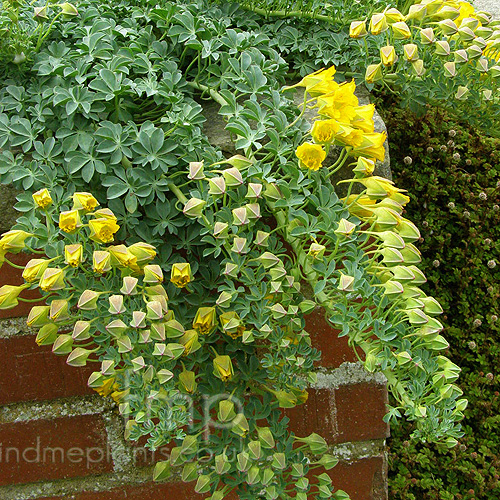 Big Photo of Tropaeolum Pdy
