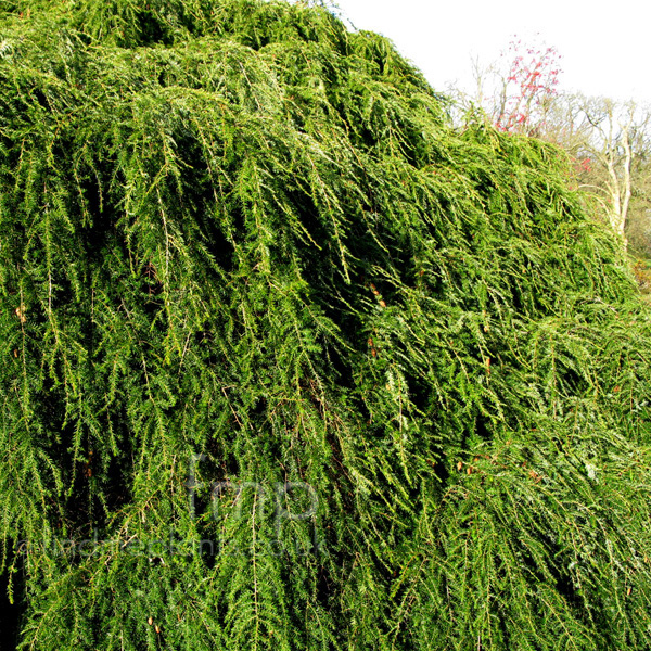 Big Photo of Tsuga Pendula