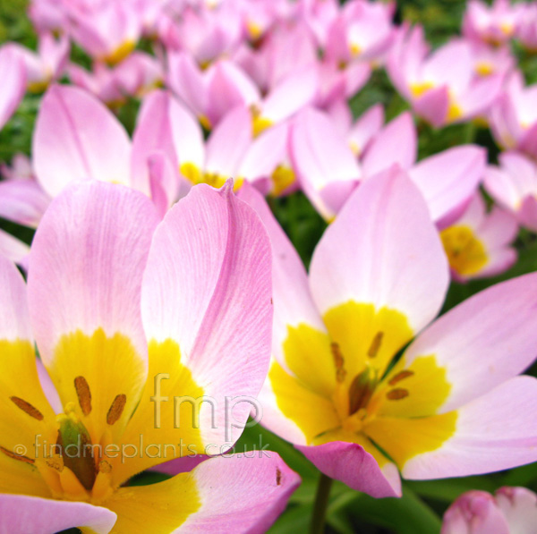 Big Photo of Tulipa Littlebeauty