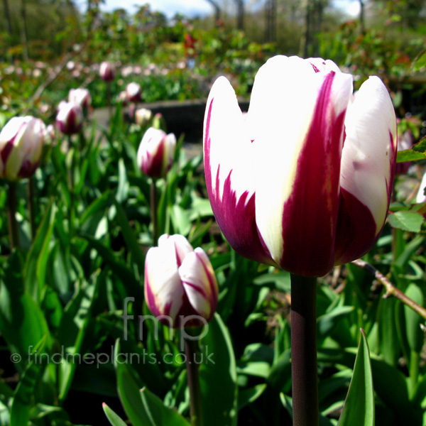 Big Photo of Tulipa Remsfavourite