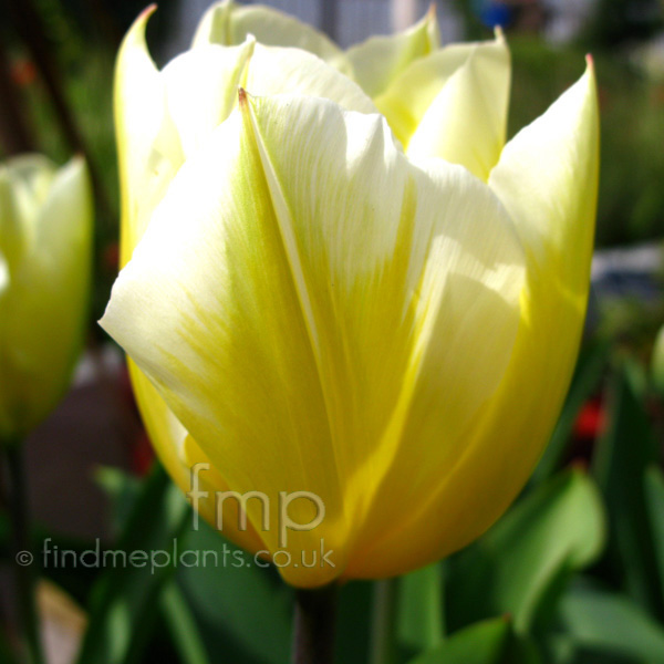 Big Photo of Tulipa Sweetheart