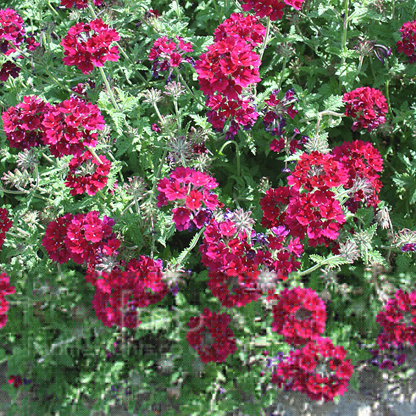 Big Photo of Verbena Claret