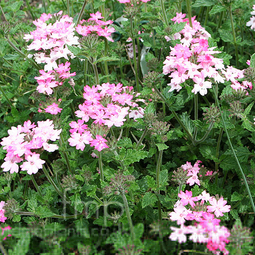 Big Photo of Verbena Silver Anne