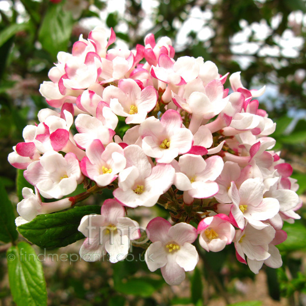 Big Photo of Viburnum Burkwoodii Mohawk