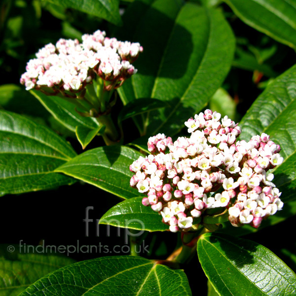 Big Photo of Viburnum Davidii Fl