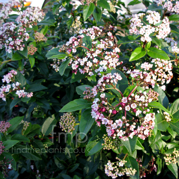 Big Photo of Viburnum Eveprice Flower