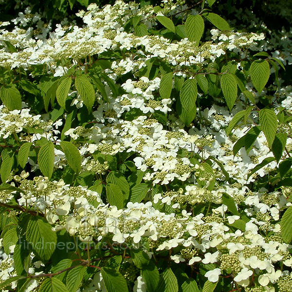 Big Photo of Viburnum Mariesii Flower