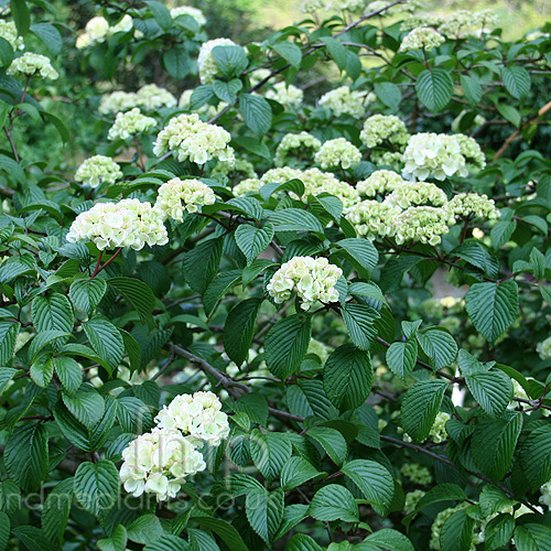 Big Photo of Viburnum Plicatum Plicatum