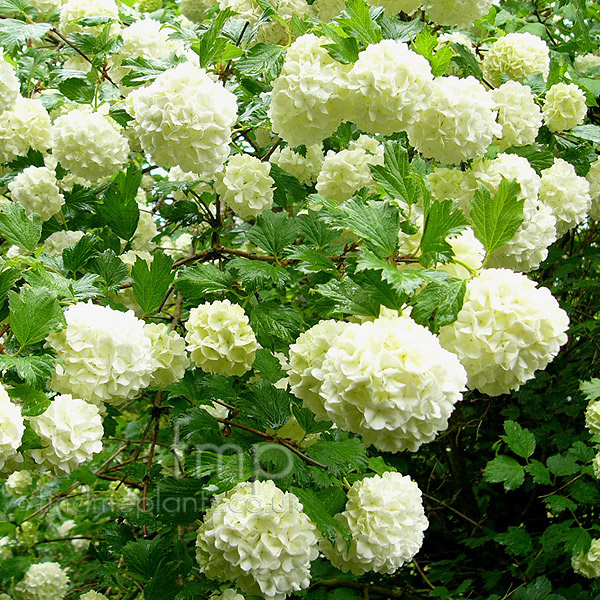 Big Photo of Viburnum Sterile