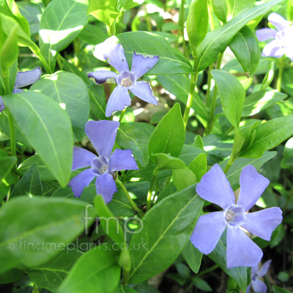 Big Photo of Vinca Bowlesvariety