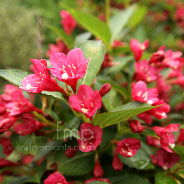 Big Photo of Weigela Evarathke Fl