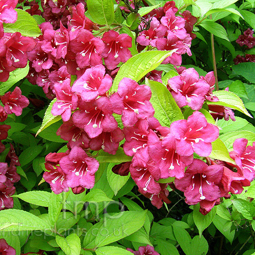 Big Photo of Weigela Rubidor